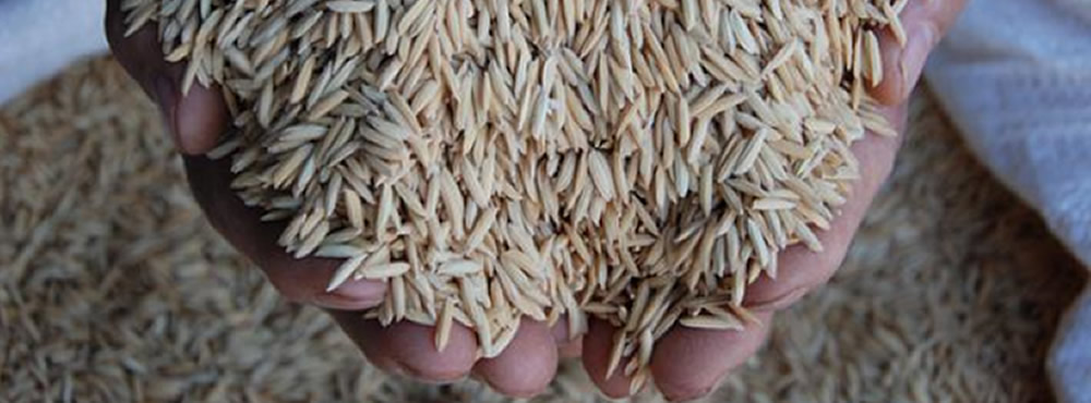 Low Carbon - Rice production in rotation with corn and wheat