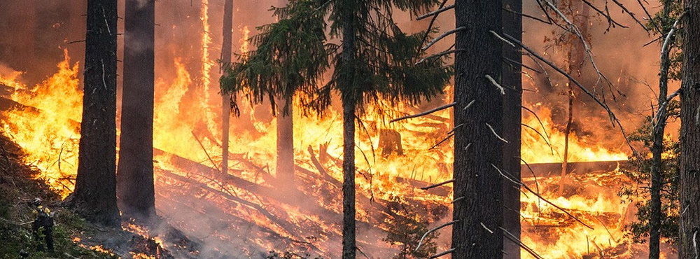 Low Carbon -  French technology to prevent the risk of forest fires